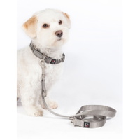 Hund Ausbildung Leine